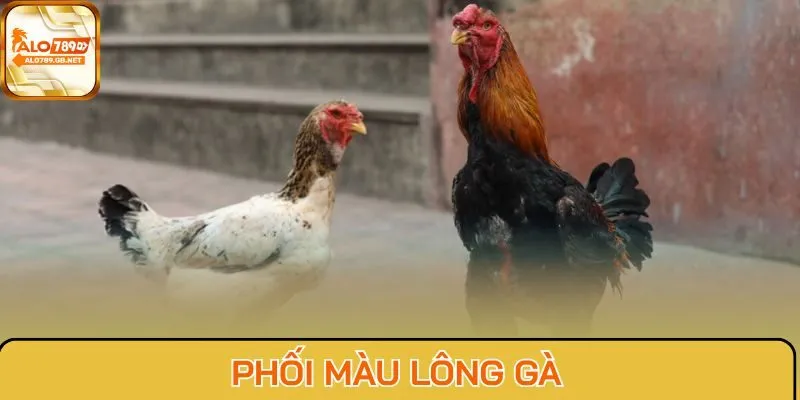 Phối màu lông gà